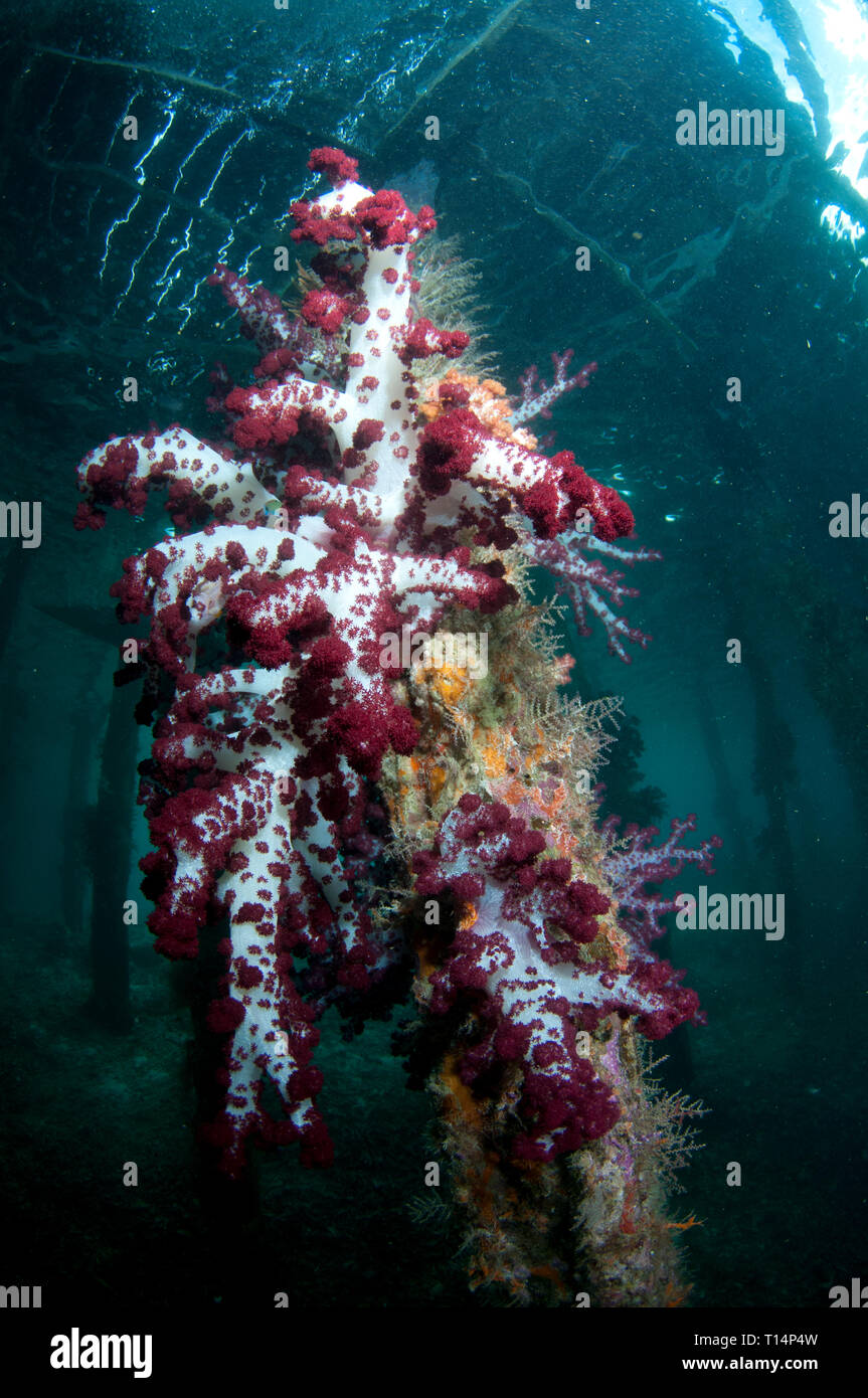 Soft Glomerate Tree Coral, Dendronephthya sp, on pylon, Arborek Jetty dive site, Dampier Strait, Raja Ampat, West Papua, Indonesia Stock Photo