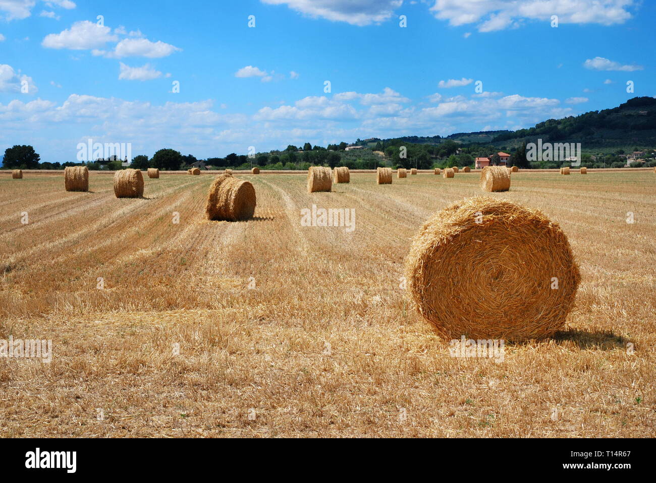 Field hay rolls bale rolls hi-res stock photography and images - Alamy
