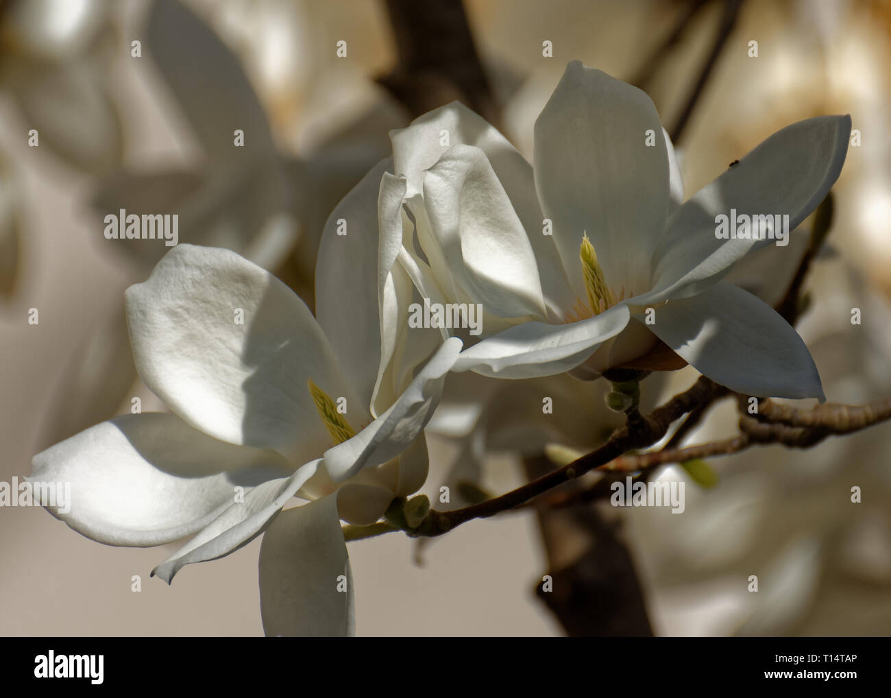Magnolia flower flowers hi-res stock photography and images - Alamy