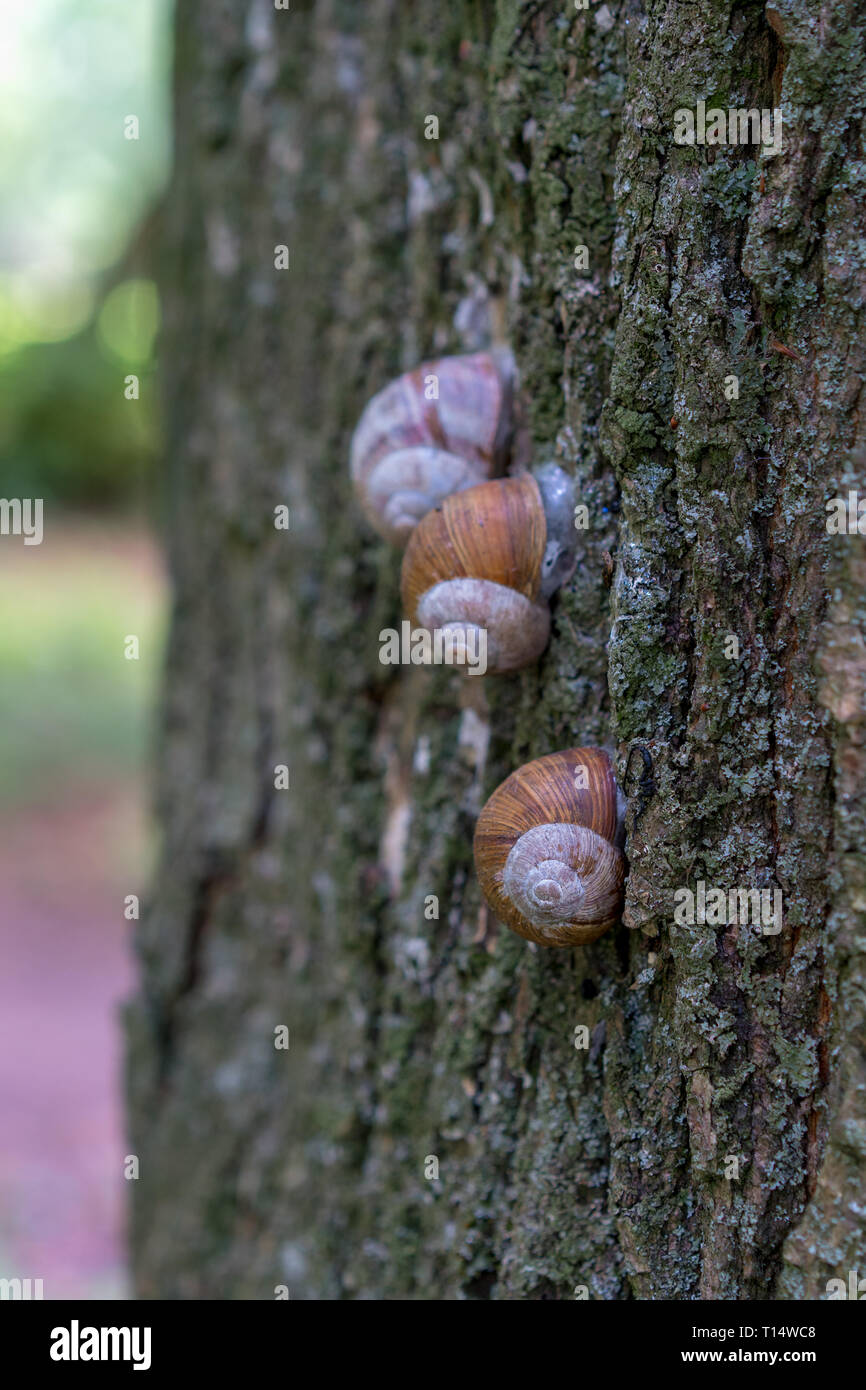 Garden Snails Group Stock Photos & Garden Snails Group Stock Images Alamy