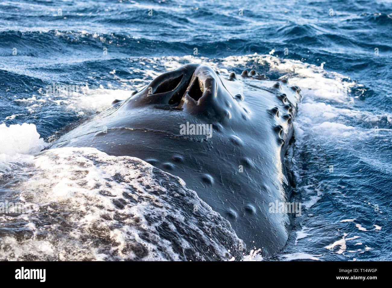 Whale blowhole hi-res stock photography and images - Alamy