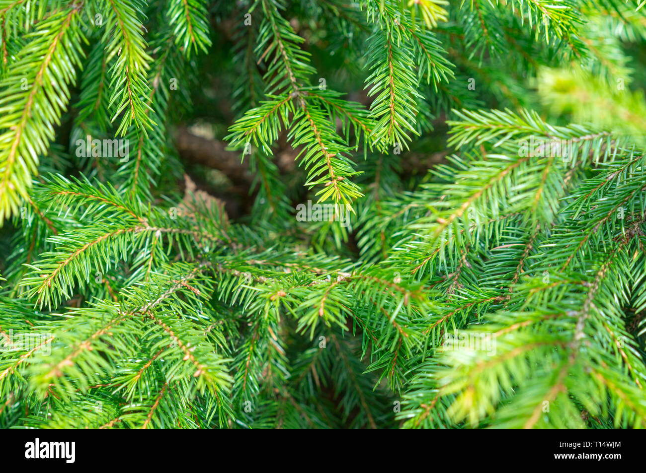Spruce pine bough hi-res stock photography and images - Alamy