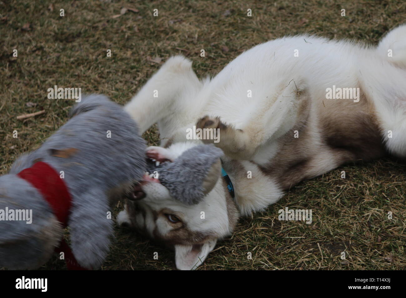 toy husky puppies