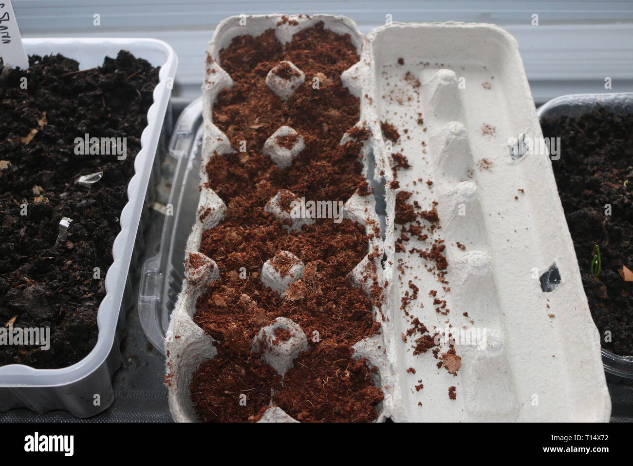 Seeds planting in used egg cartons starting in door germinating Stock