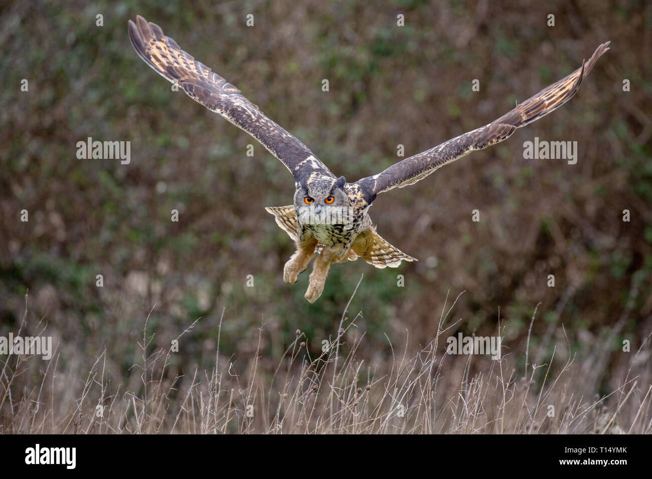 Eurasian Eagle Owl (Bubo bubo) in natural environment, United Kingdom Stock Photo