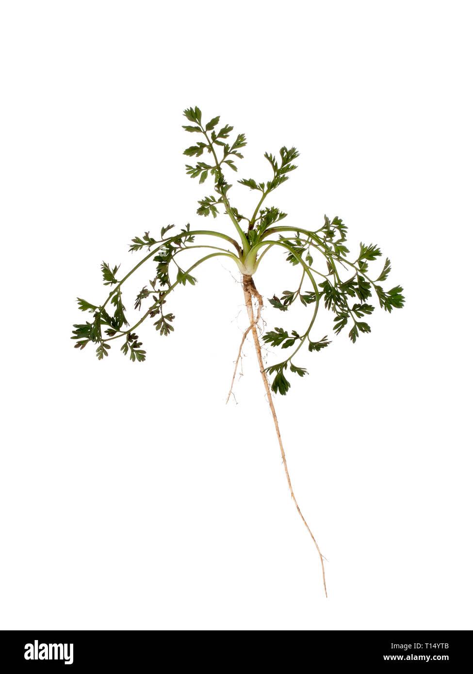 Wild carrot, Daucus carota, garden weed. Whole plant with long root isolated on white. Horticulture problem, though later has beautiful flowers. Stock Photo
