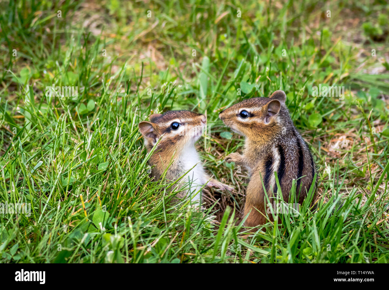 Young Eastern Chipmunks, Tamias striatus, in green grass - cute and funny animals in the Spring Stock Photo