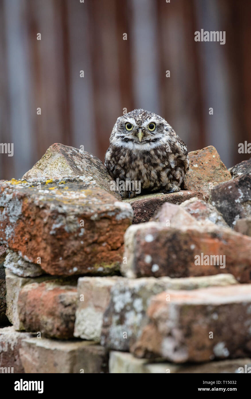 Little Owl (Athene noctua) in completely natural habitat, United Kingdom Stock Photo