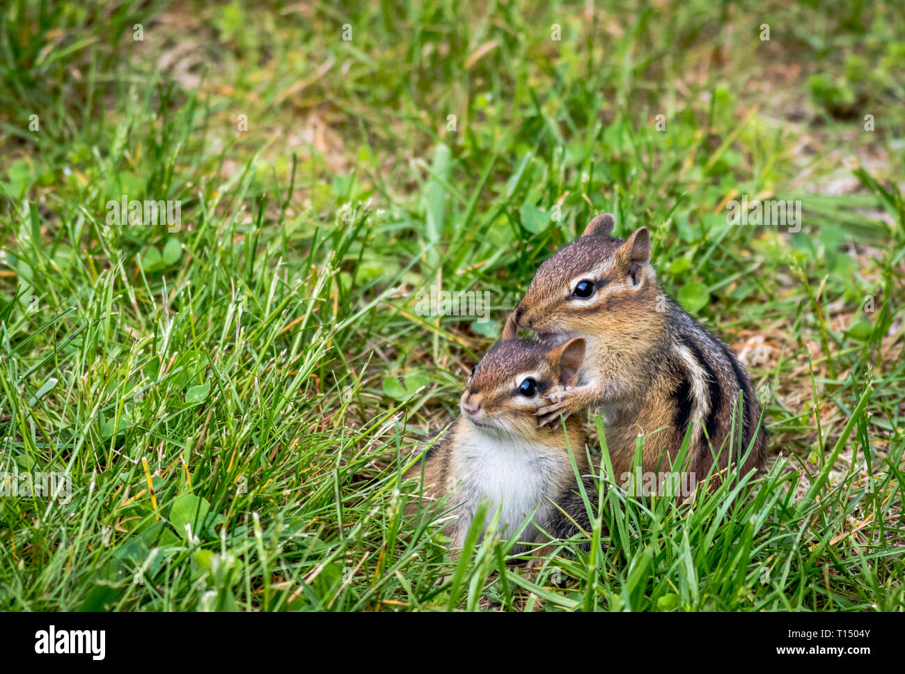 Chipmunk eating flower hires stock photography and images Alamy
