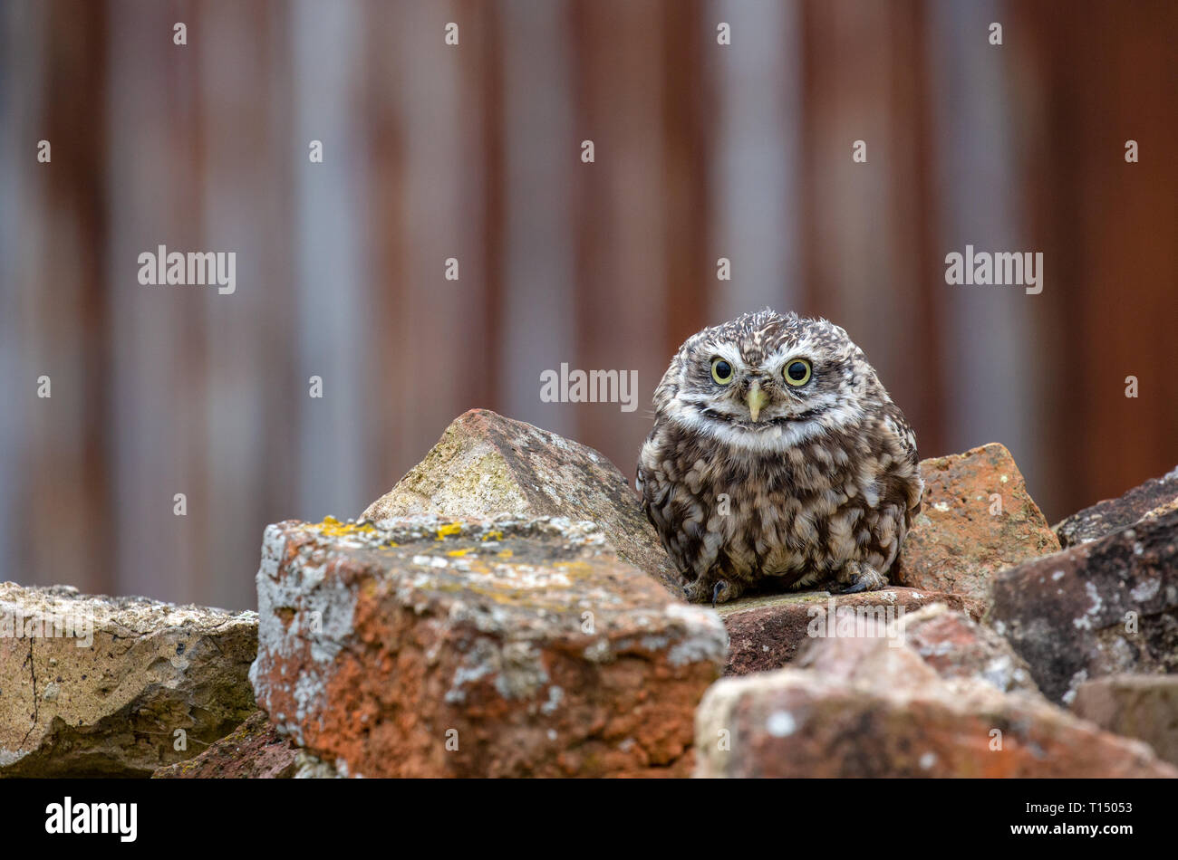 Little Owl (Athene noctua) in completely natural habitat, United Kingdom Stock Photo