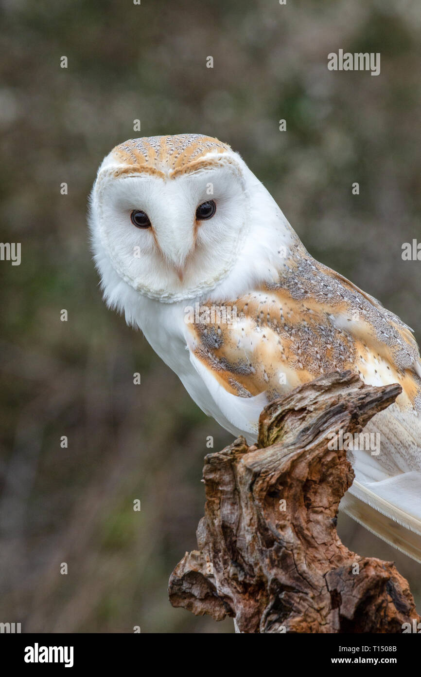 European Barn Owl (Tyto Alba) in completely natural habitat, United Kingdom Stock Photo