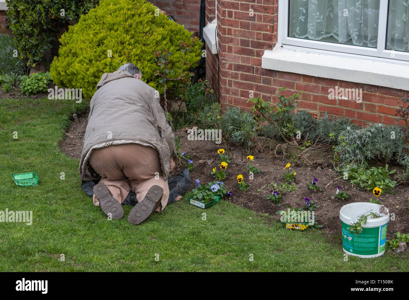 Elderly man on his knees gardening Stock Photo