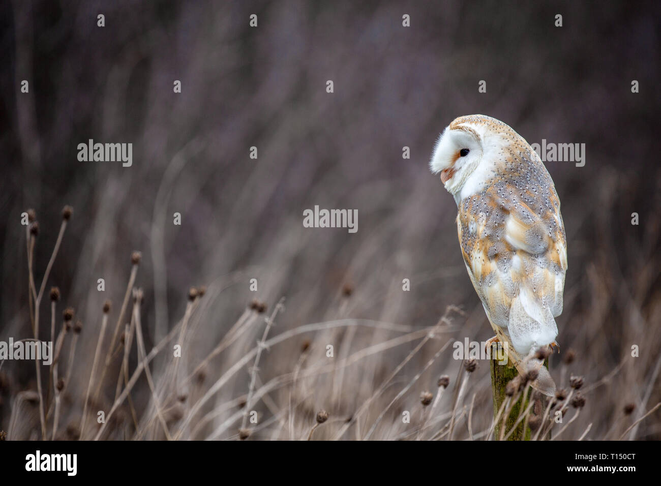 European Barn Owl (Tyto Alba) in completely natural habitat, United Kingdom Stock Photo