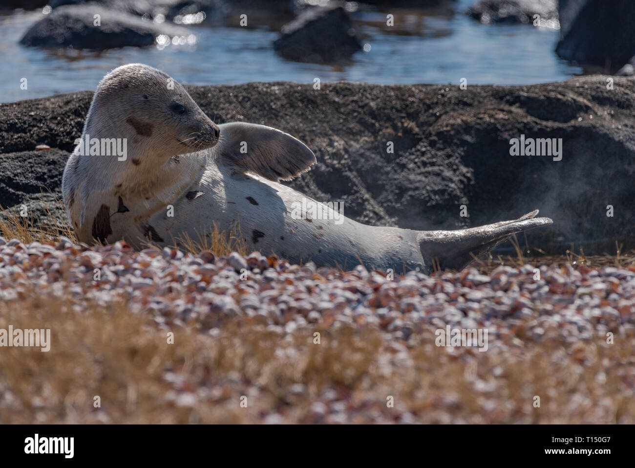 Harp seal resting on beach in winter sun on calm winters day Stock Photo