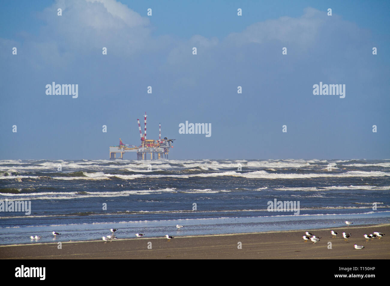 Offshore production platform near the Dutch island Ameland, beach, breaking waves and gulls in the foreground Stock Photo