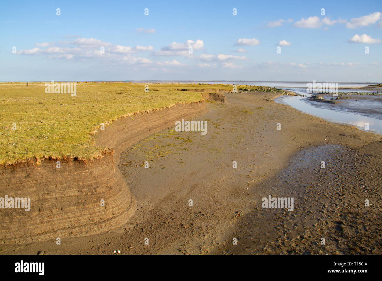 Tidal marsh soil profile in the cutbank of a creek, the result of accretion and erosion, layers of clay with small fragments of shells Stock Photo