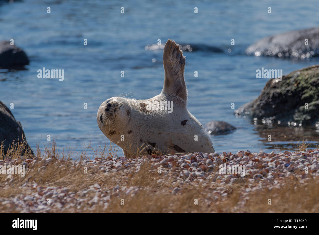 Harp seal resting on beach waving flipper to warm itself in winter Stock Photo