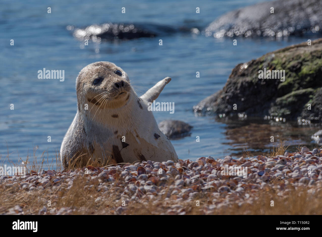 Harp seal resting on beach waving flipper to warm itself in winter Stock Photo