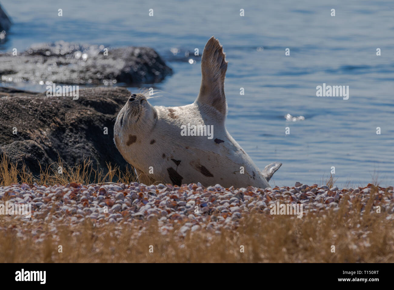 Harp seal resting on beach waving flipper to warm itself in winter Stock Photo