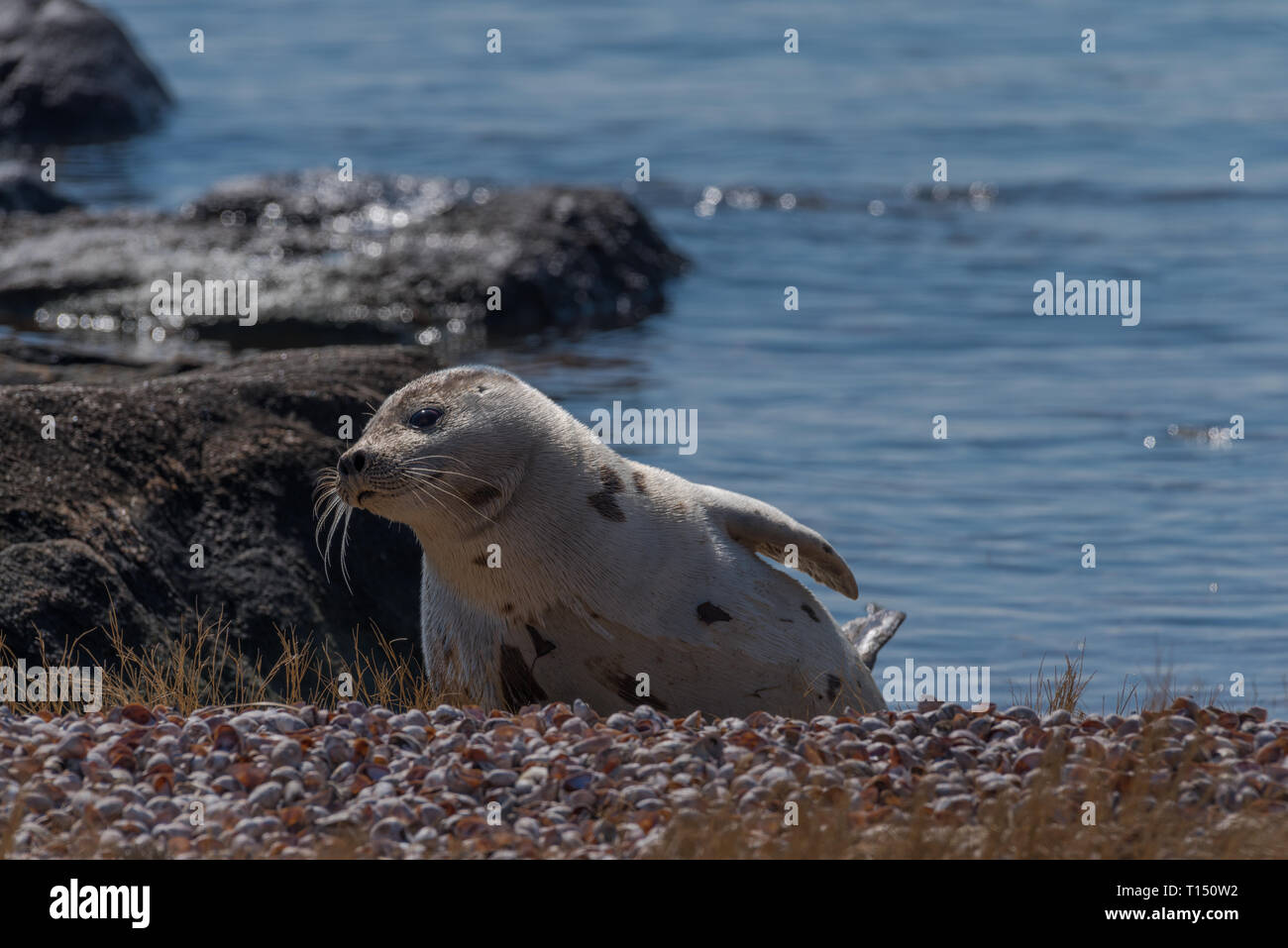 Harp seal resting on beach in winter sun on calm winters day Stock Photo