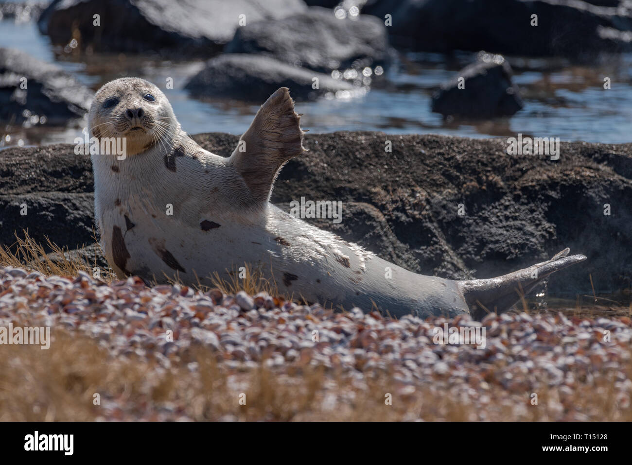 Harp seal resting on shell beach and waving a flipper to warm itself in the sun Stock Photo