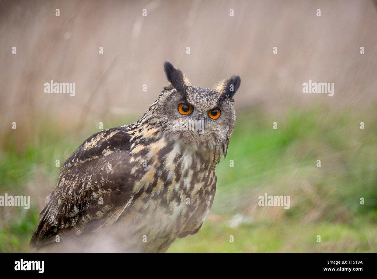 Eurasian Eagle Owl (Bubo bubo) in natural environment, United Kingdom Stock Photo