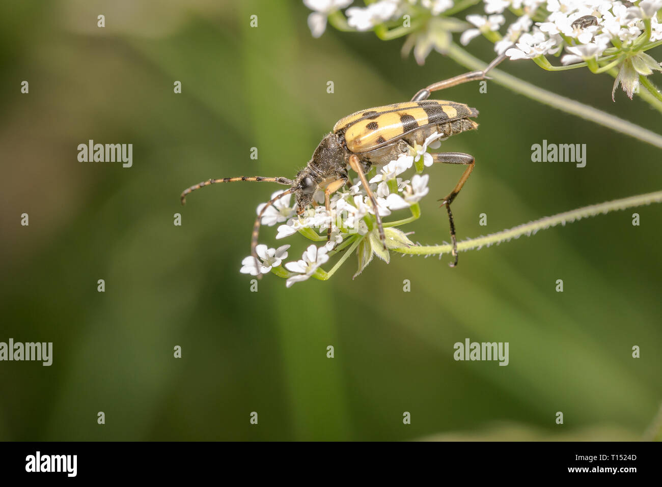 Black and Yellow Longhorn beetle. Stock Photo