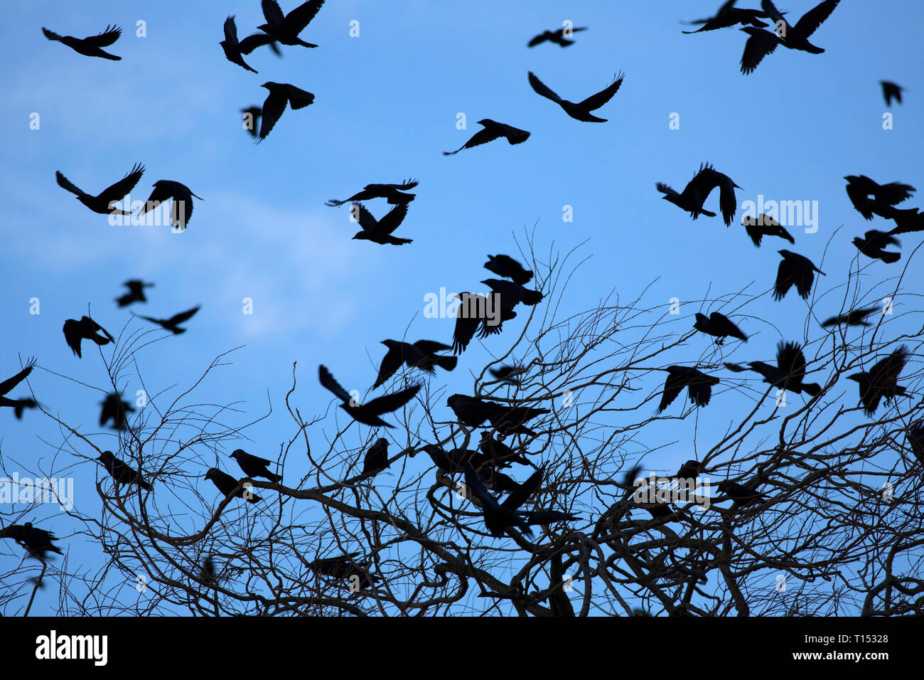 Jackdaws, Corvus monedula, Flock of adults taking off from tree at dusk