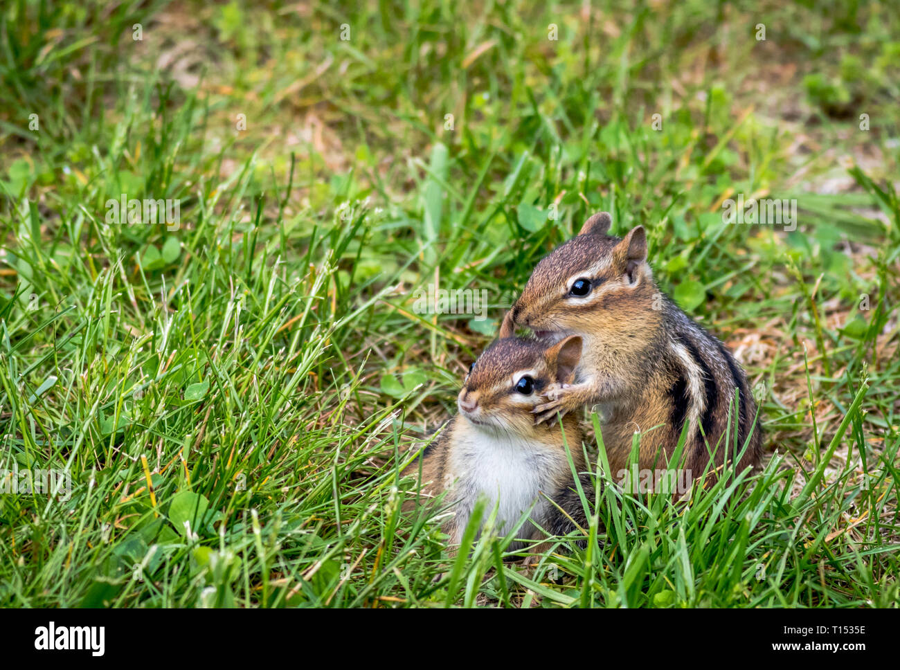 Young Eastern Chipmunks, Tamias striatus, in green grass - cute and funny animals in the Spring Stock Photo
