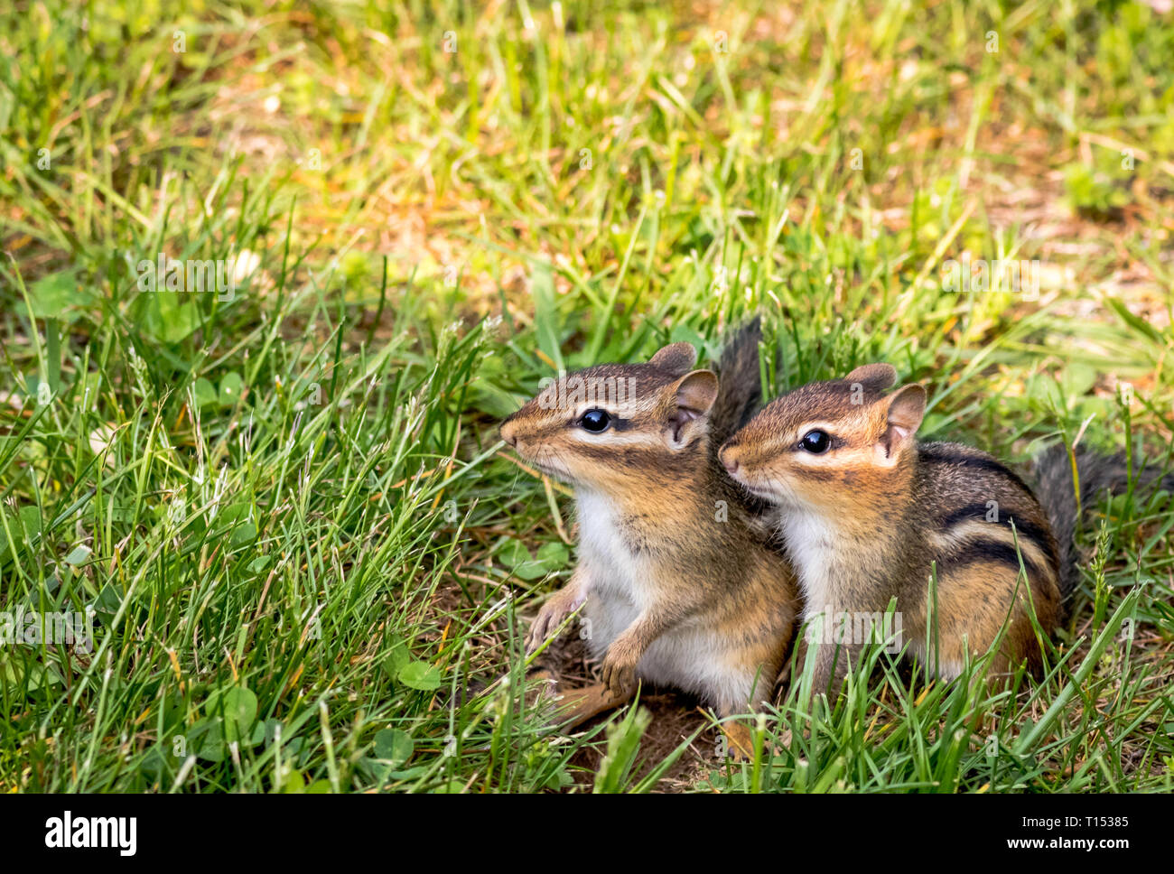 Young Eastern Chipmunks, Tamias striatus, in green grass - cute and funny animals in the Spring Stock Photo