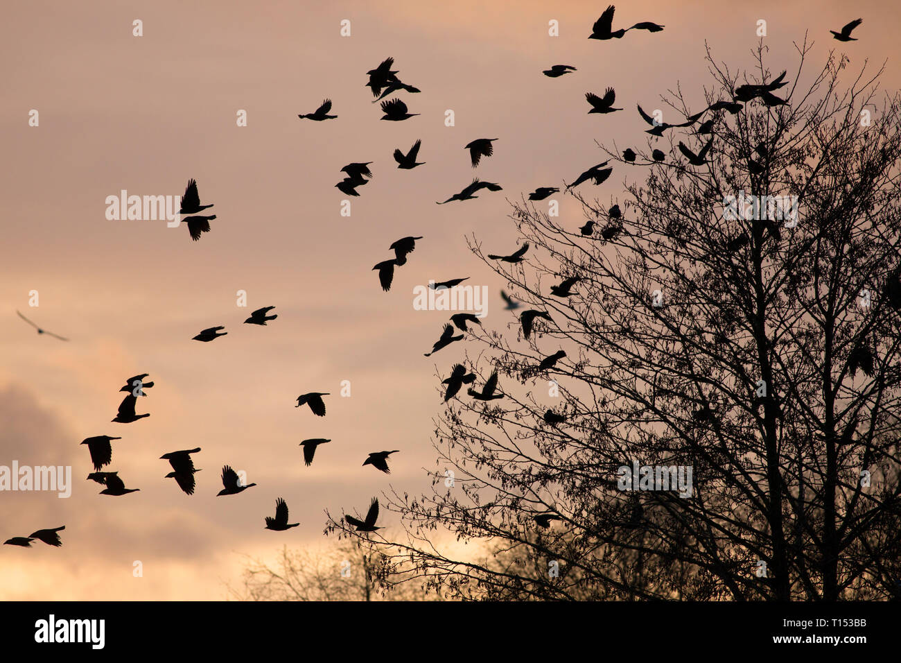 Jackdaw slimbridge hires stock photography and images Alamy