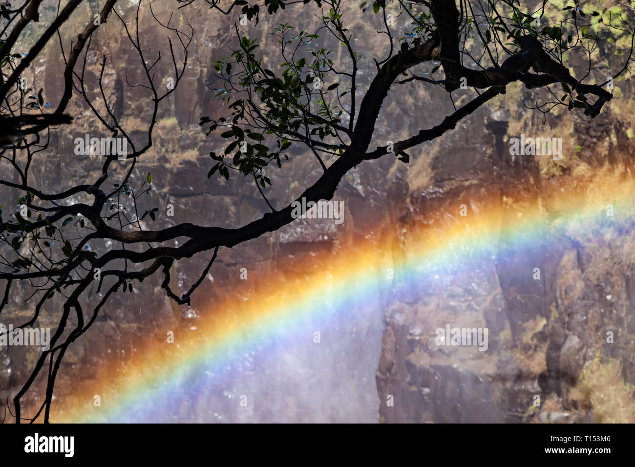 Rainbow Tree Stock Photo