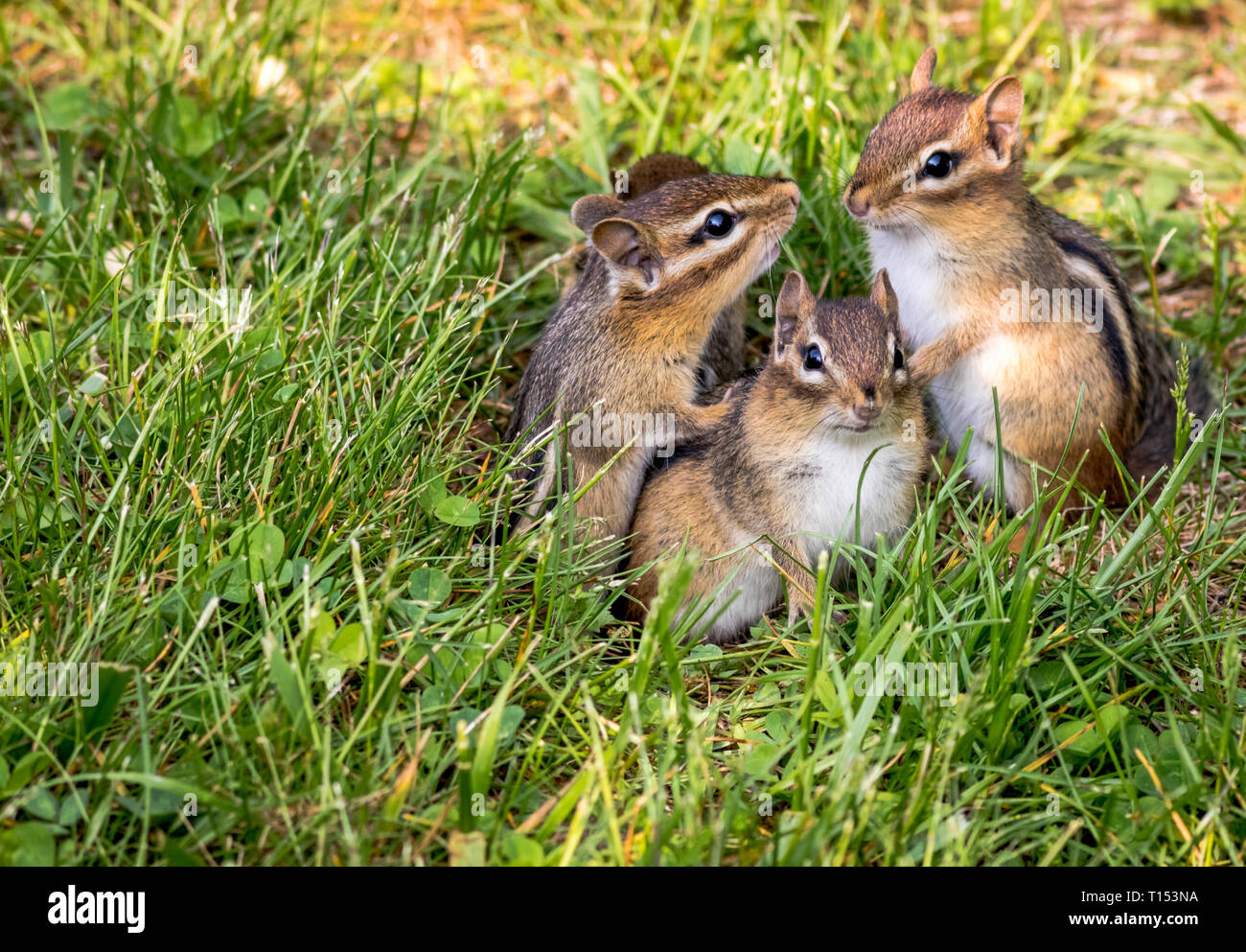 Young Eastern Chipmunks, Tamias striatus, in green grass - cute and funny animals in the Spring Stock Photo