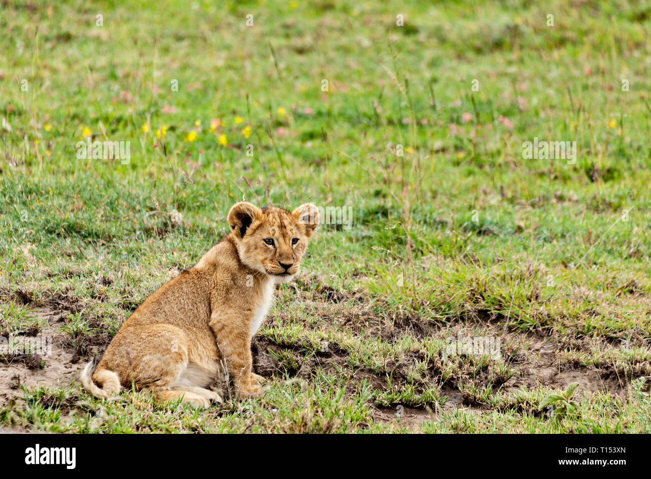 Sitting Lion Cub Stock Photo