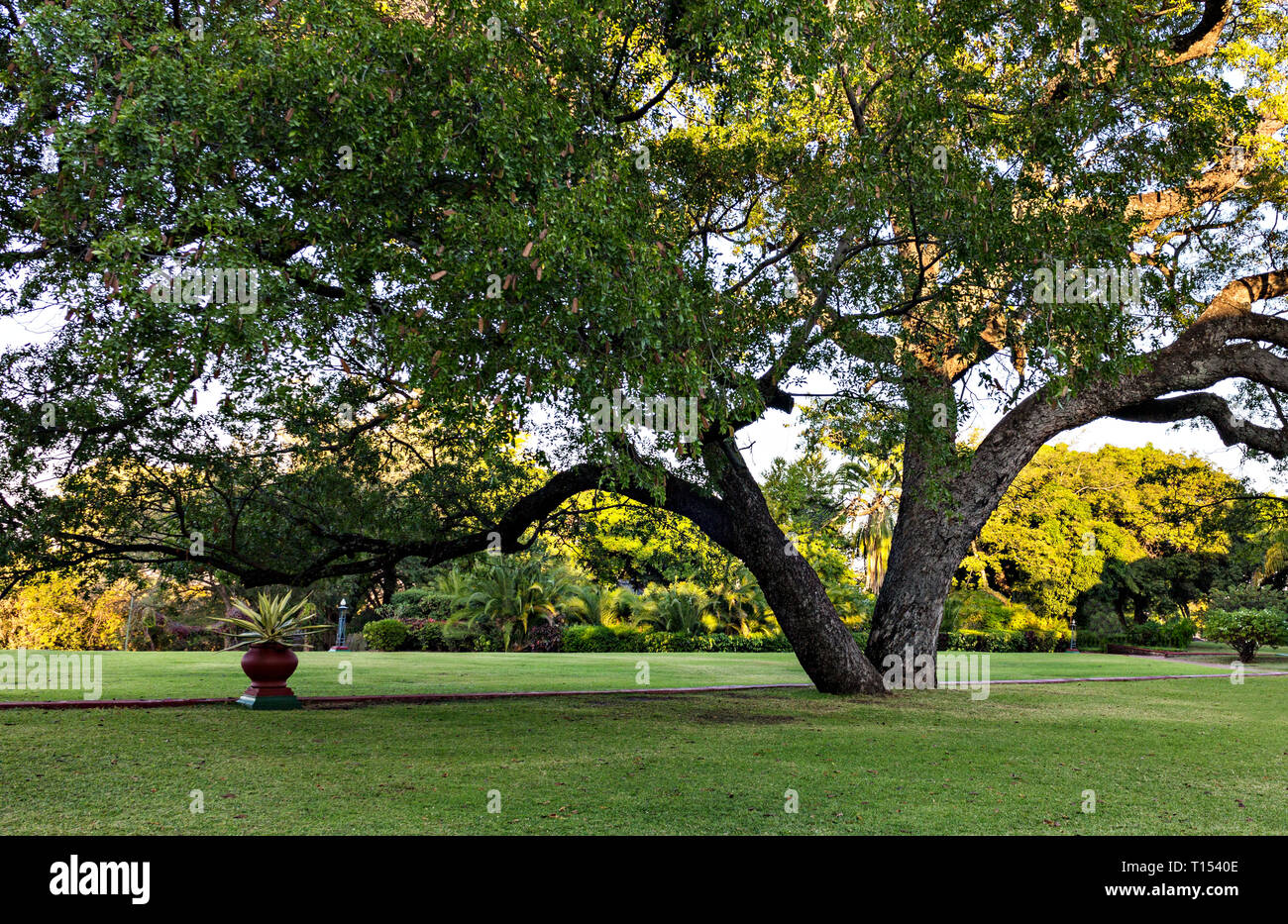 Sprawling Tree Over The Lawn Stock Photo