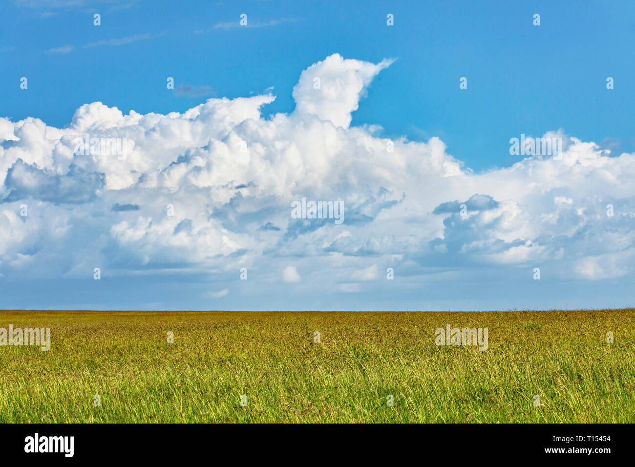 Tall Grass & Cloudy Sky Stock Photo