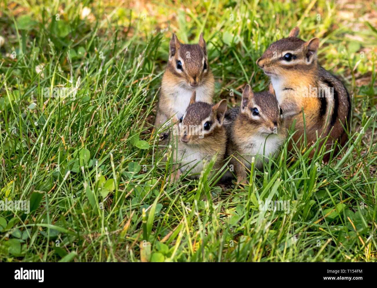 Young Eastern Chipmunks, Tamias striatus, in green grass - cute and funny animals in the Spring Stock Photo