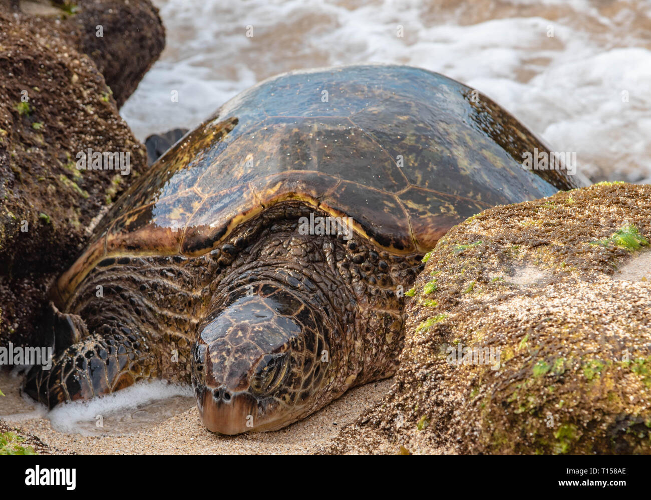 Incredible collection of turtles at Ho'okipa Beach on the north shore of Maui. Stock Photo