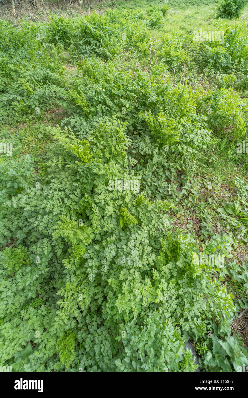 Early foliage of Hemlock Water-Dropwort / Oenanthe crocata. One of  UK's most poisonous plants growing close to water & sometimes mistaken for Parsley Stock Photo