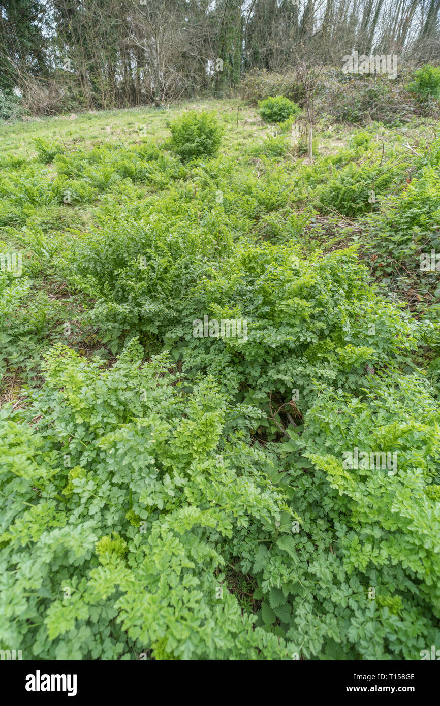 Early foliage of Hemlock WaterDropwort / Oenanthe crocata. One of UK's