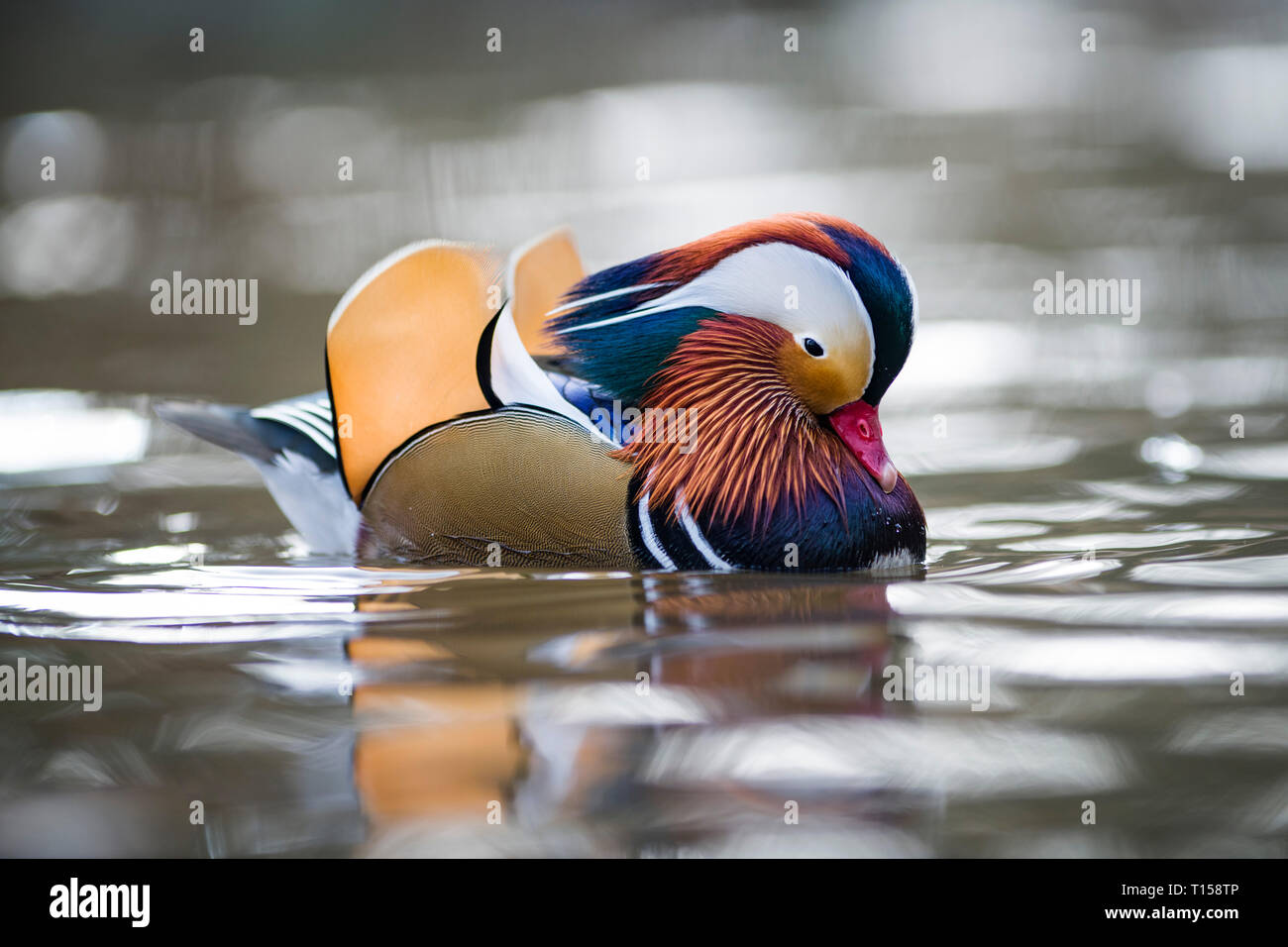 UK, Scotland, swimming male Mandarin duck Stock Photo