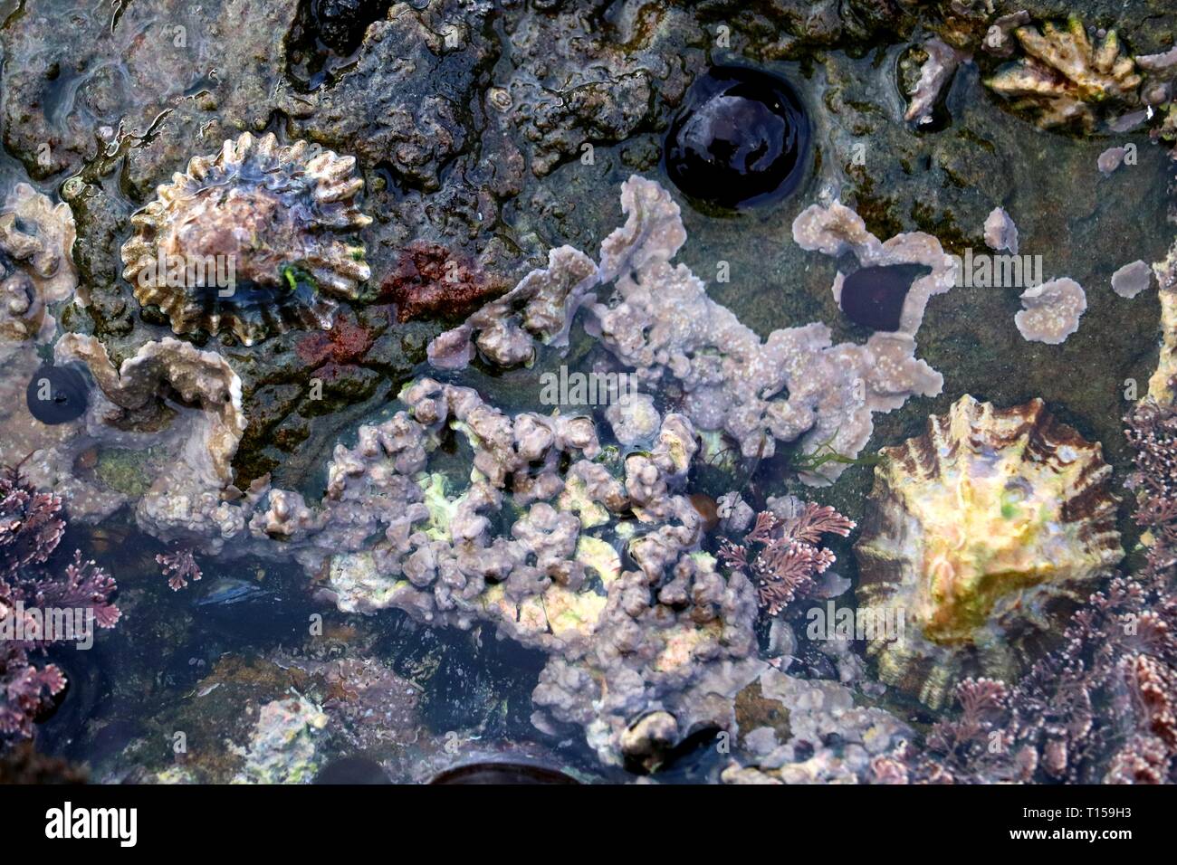 Shells  and sea life on the beach Stock Photo