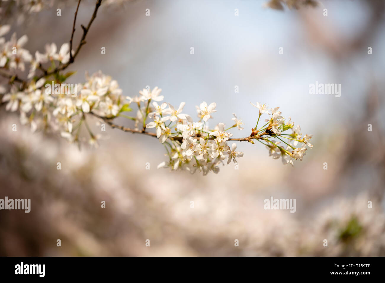 Cherry Blossoms bloom in London Stock Photo