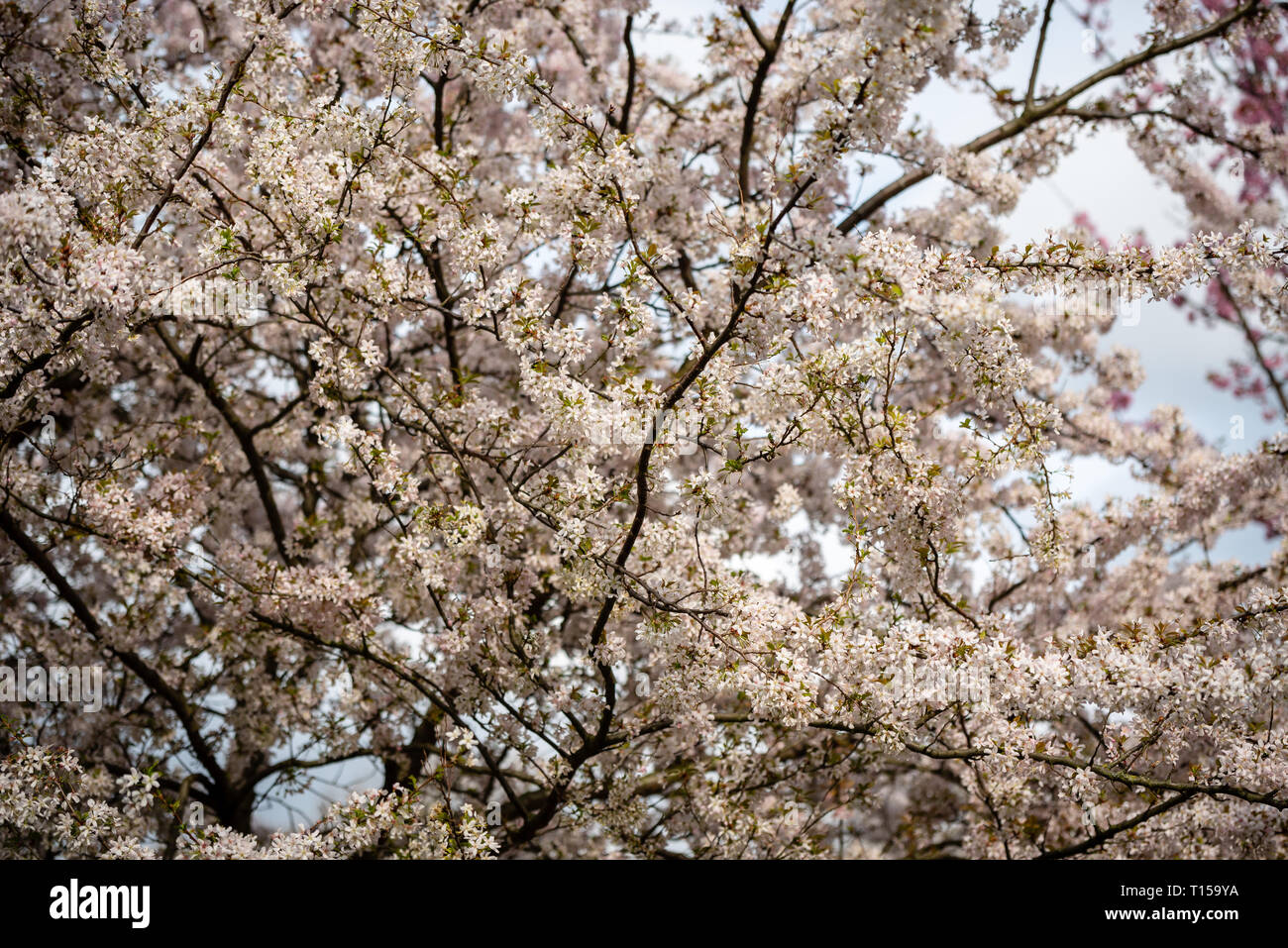 Cherry Blossoms bloom in London Stock Photo - Alamy
