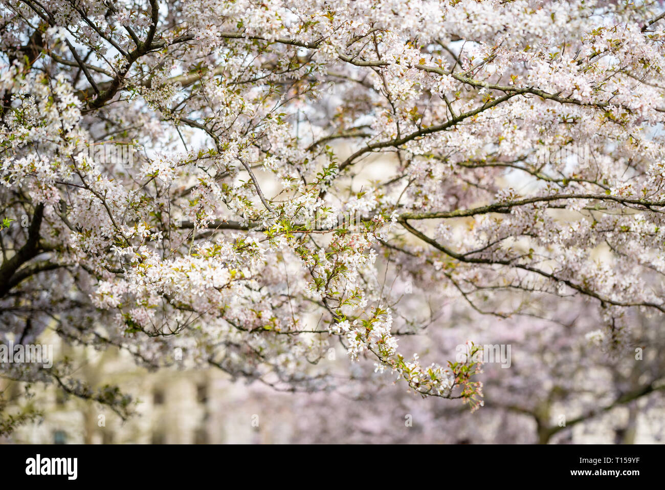 Cherry Blossoms bloom in London Stock Photo