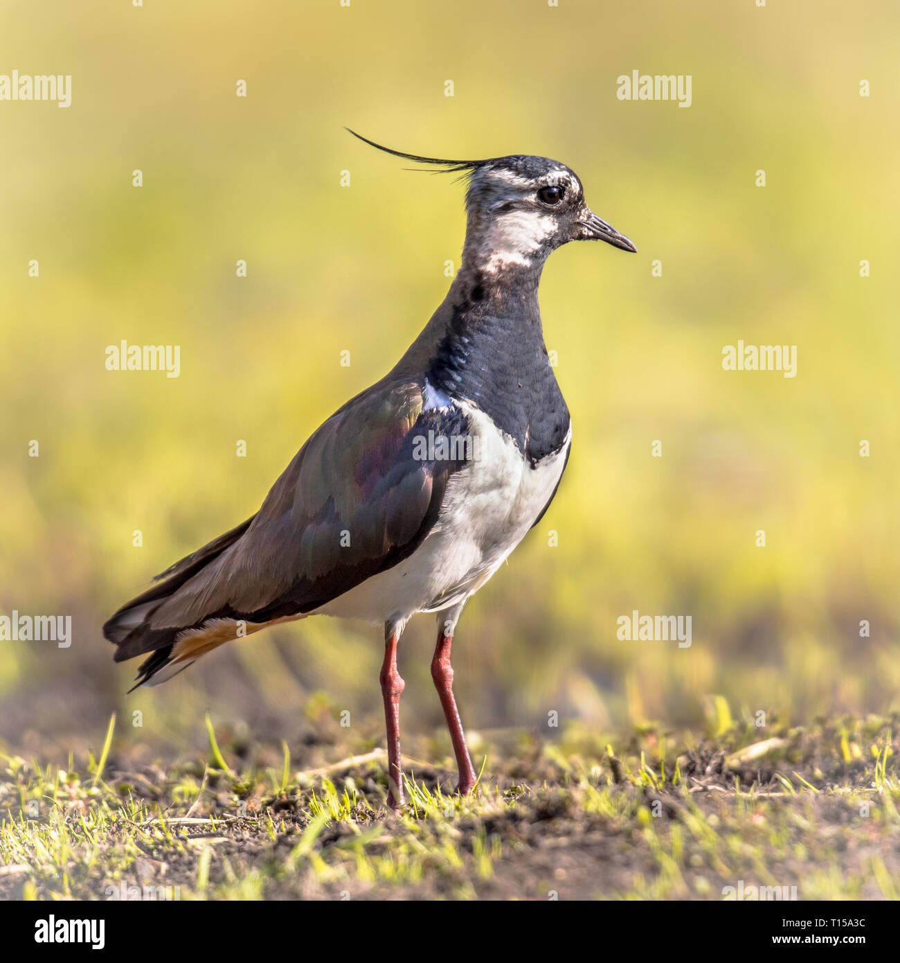 Northern Lapwing (Vanellus vanellus) close up of bird standing in meadow on bright green background Stock Photo