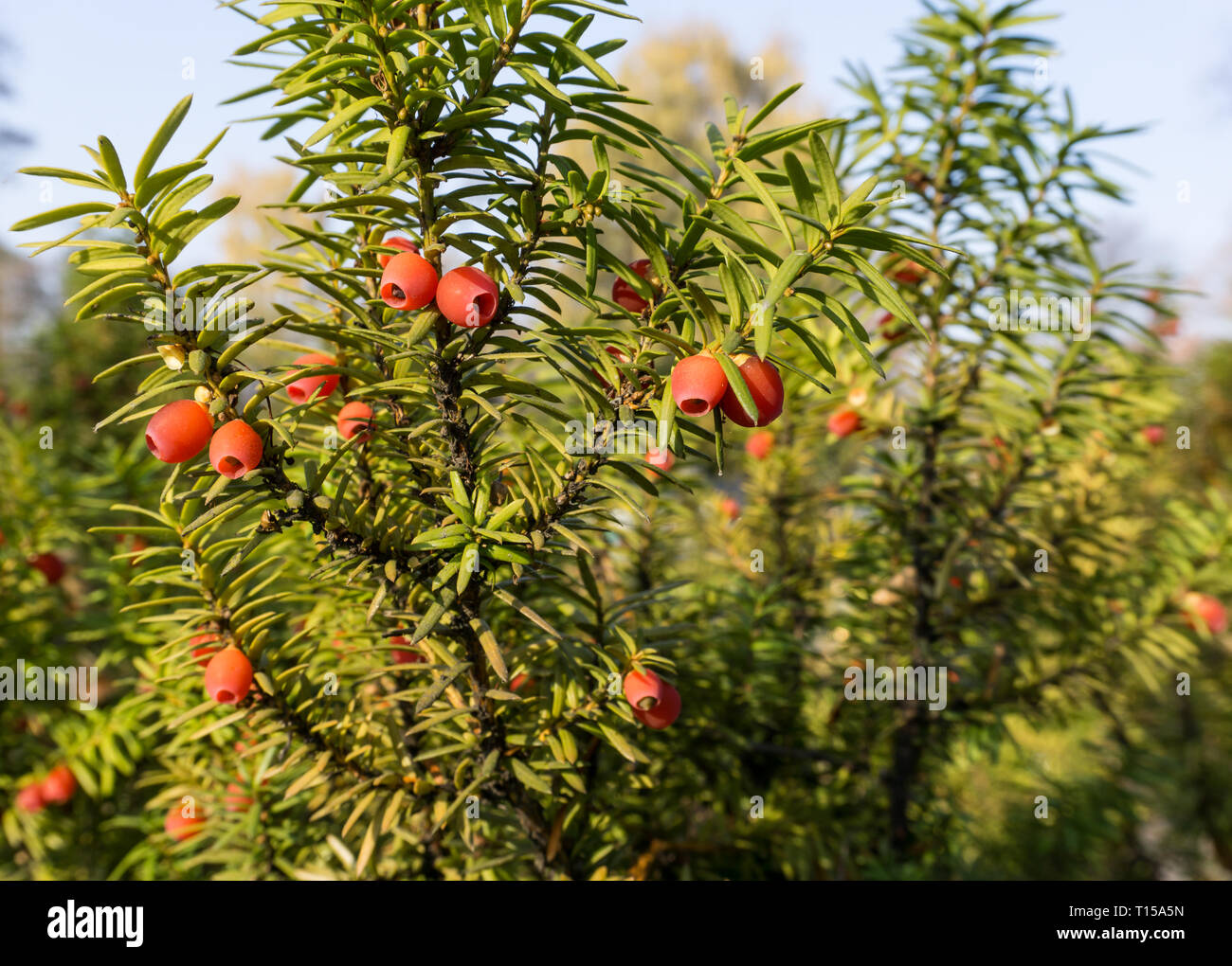Taxus baccata (European yew) shoot with mature cones Stock Photo