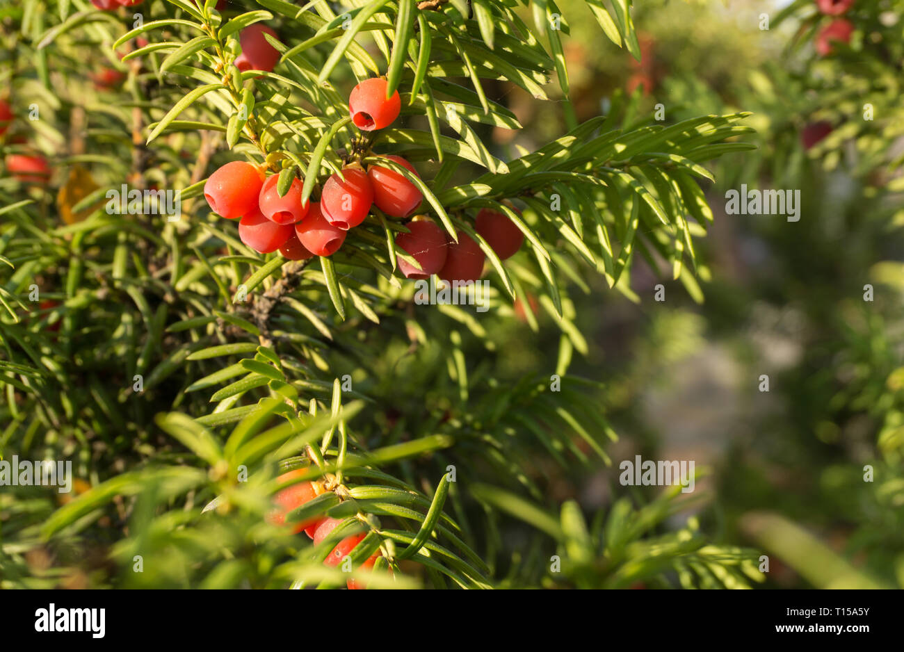 Taxus baccata (European yew) shoot with mature cones Stock Photo