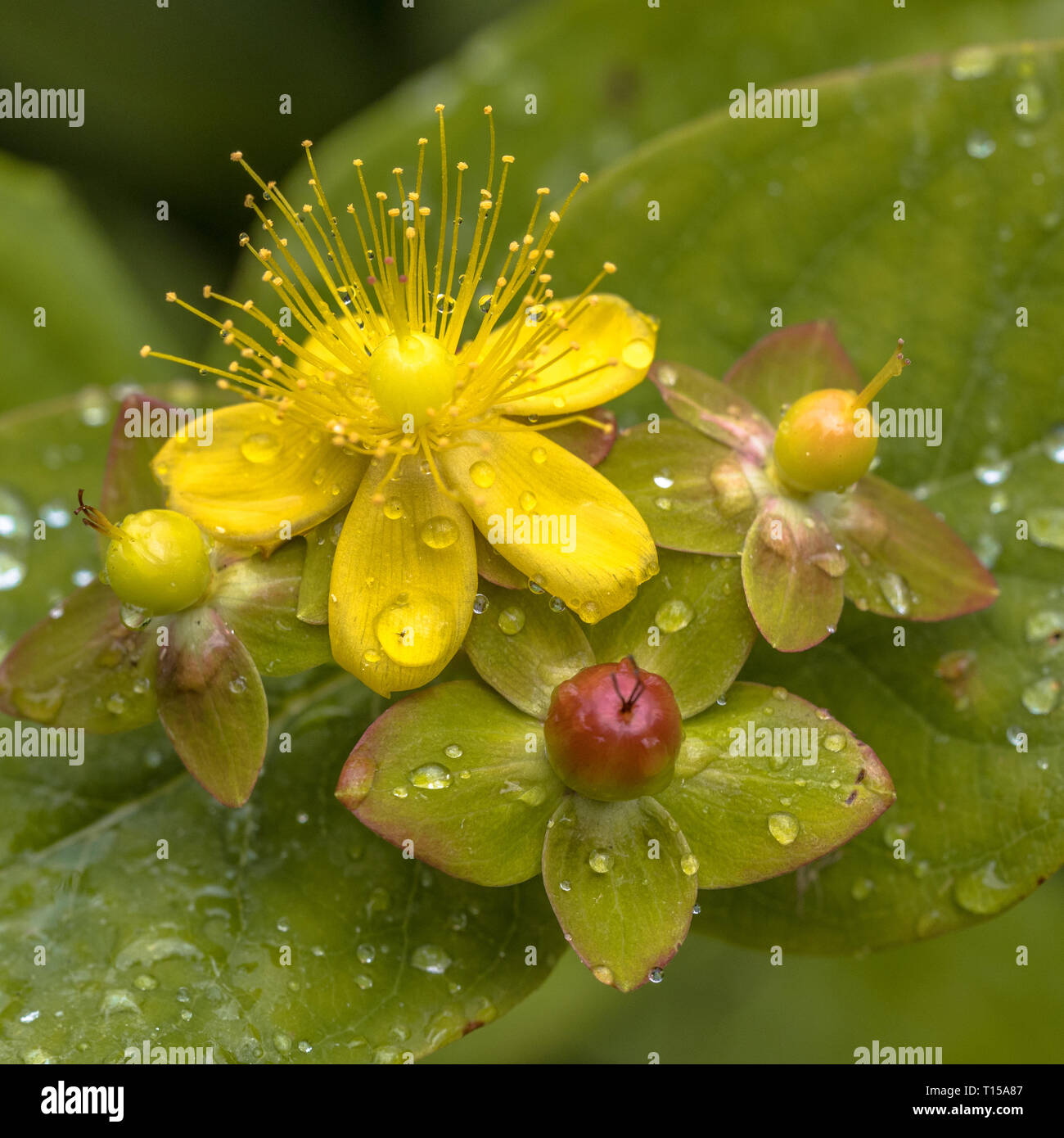 Yellow Hypericum flower with seed capsule and dew drops Stock Photo