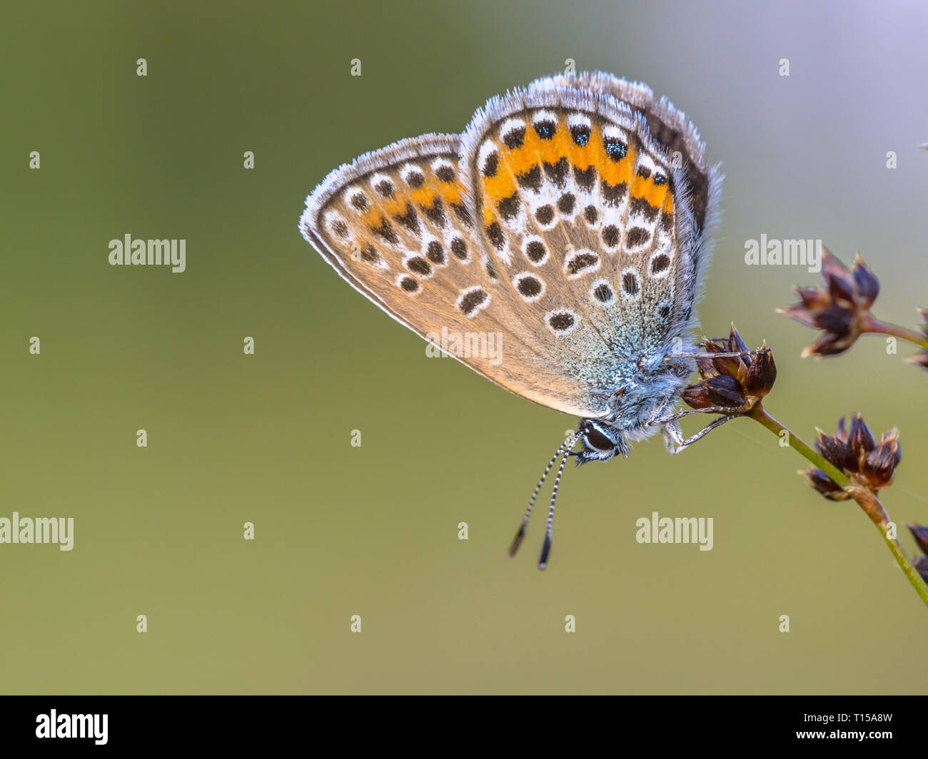 Close up of Female Silver-studded blue (Plebejus argus) butterfly resting and sleeping on Sharp-flowered Rush (Juncus acutiflorus) in natural habitat Stock Photo